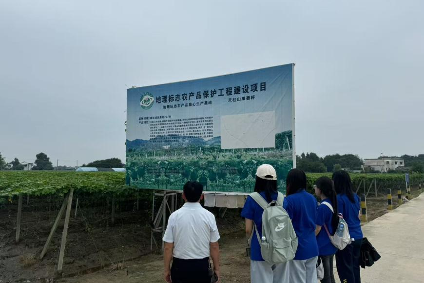 2025暑期三下乡:池州学院实践团深耕潜山瓜蒌产业调研 解码乡村振兴的特色产业发展路径